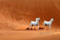 dos caballos blancos en el desierto realistas de la foto